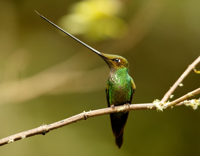 Resultado de imagen para colibri pico de espada